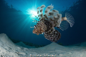 Lionfish in the Red Sea. by Christian Schlamann 